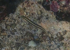 Plagiotremus azaleus