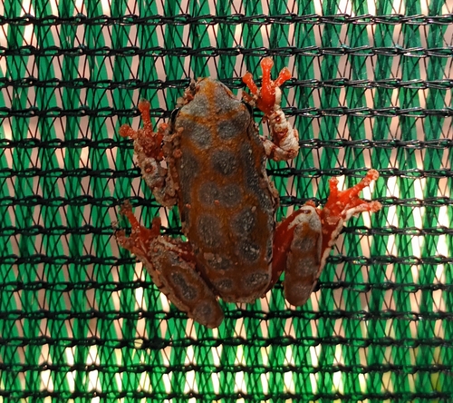 Angolan Reed Frog