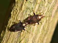 Chinamiris indeclivis