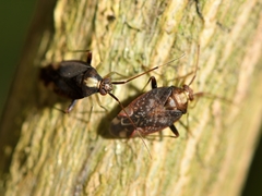 Chinamiris indeclivis