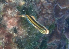 Plagiotremus azaleus