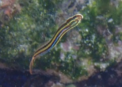 Plagiotremus azaleus