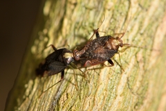 Chinamiris indeclivis