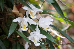 Coelogyne cristata