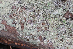Flavoparmelia rutidota