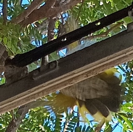 Black Cuckooshrike (Campephaga flava), photo 10