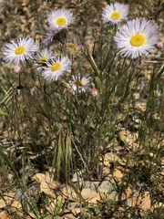 Erigeron multiceps