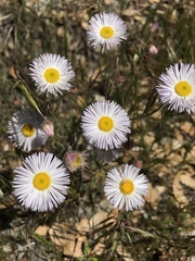 Erigeron multiceps