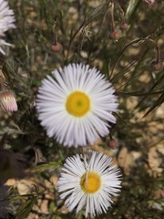 Erigeron multiceps