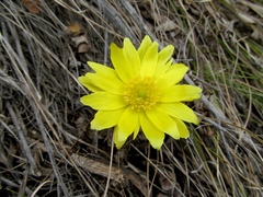 Adonis villosa