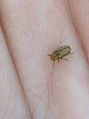 Trigonorhinus limbatus