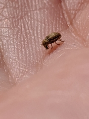 Trigonorhinus limbatus