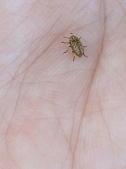 Trigonorhinus limbatus