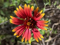 Acmaeodera neglecta neoneglecta