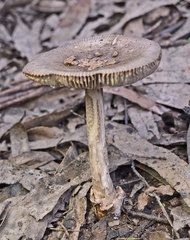 Amanita cheelii