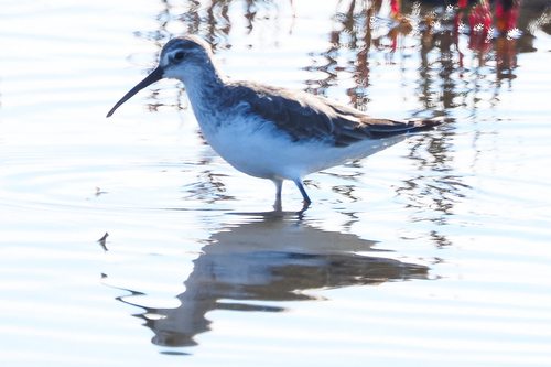 iNaturalist image