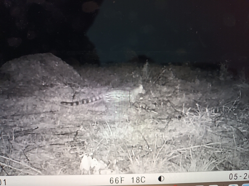 Rusty-spotted Genet