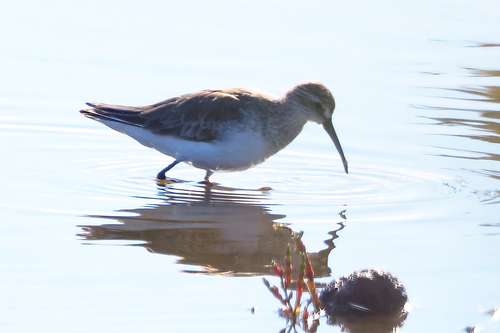 iNaturalist image