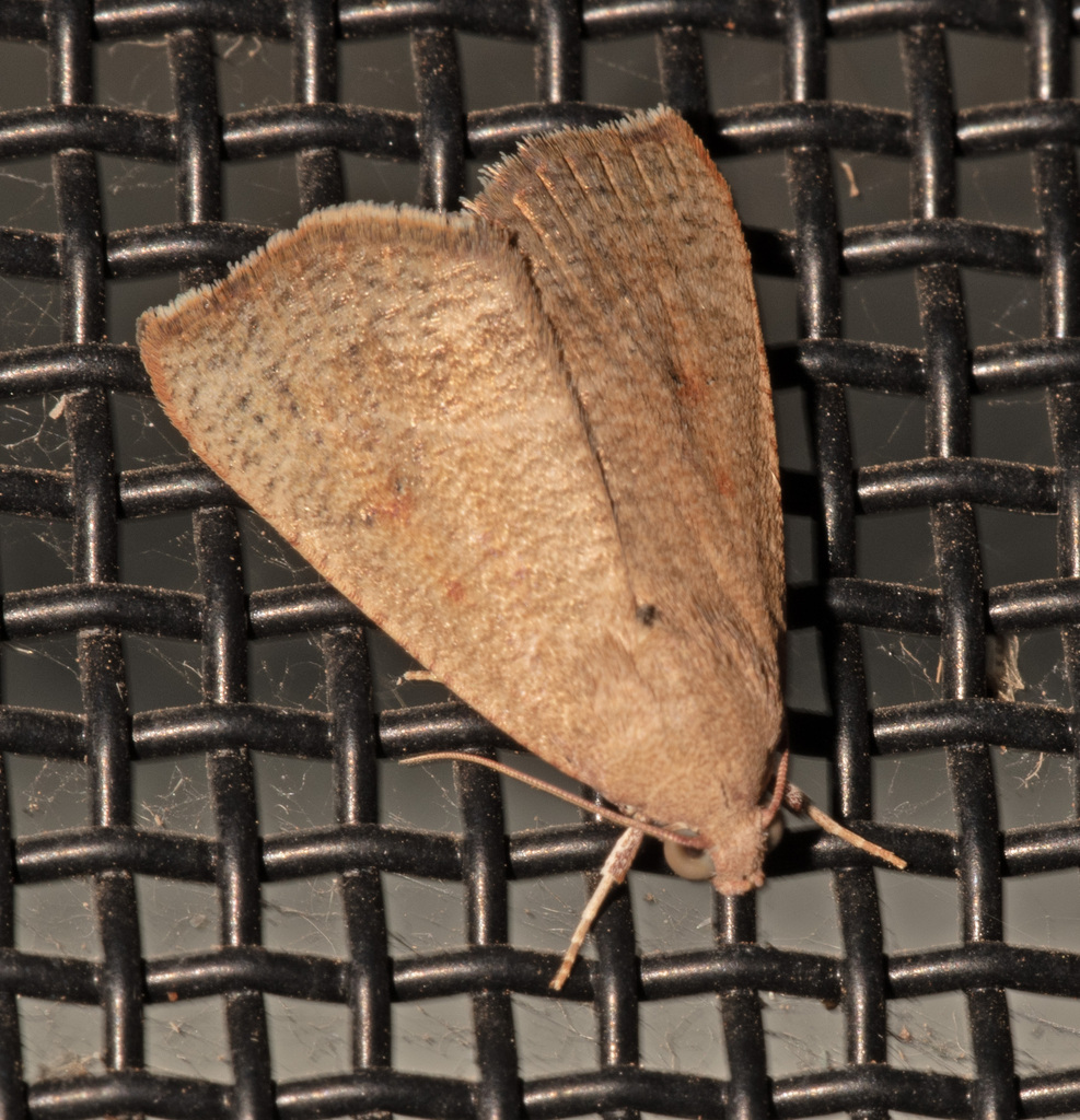 Anomis planalis