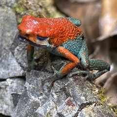 Oophaga granulifera