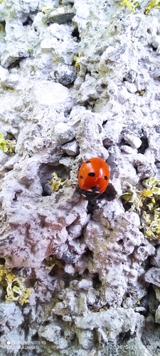 Seven-spotted Lady Beetle