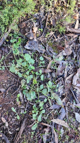 Sida corrugata observed 2026-05-19