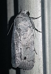 Athetis maculatra