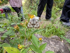 異粉蝶燈蛾