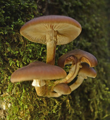 Armillaria hinnulea