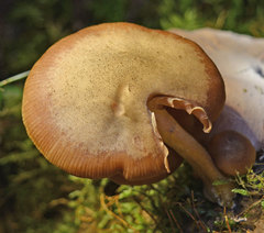 Armillaria hinnulea
