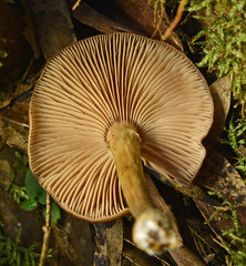 Armillaria hinnulea
