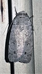 Athetis maculatra