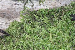 Lophocolea semiteres