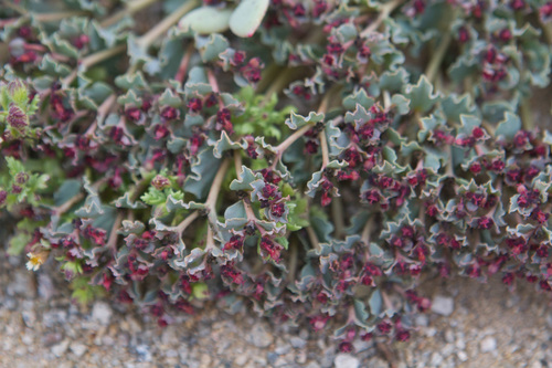 Euphorbia copiapina