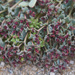 Euphorbia copiapina - Photo (c) Roy Mackenzie, algunos derechos reservados (CC BY-NC), subido por Roy Mackenzie