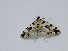 Conchylodes salamisalis