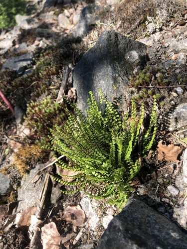 maidenhair spleenwort