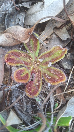 Drosera squamosa Benth.