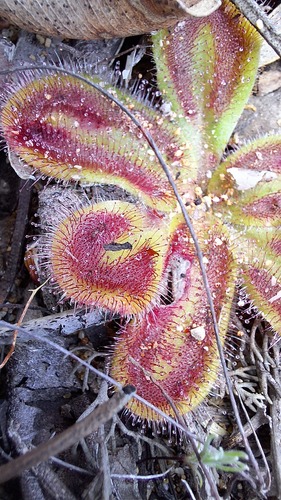 Drosera squamosa Benth. 2