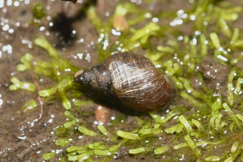 Radix viridis, 2026-05-27