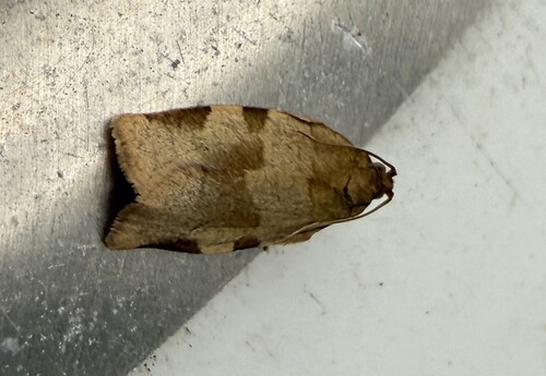 Great Tortrix, 3925 Scherpenzeel, Nederland, photo 10 of 10