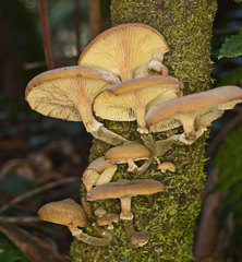 Armillaria pallidula