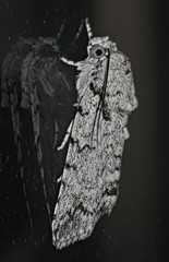 Blenina lichenopa