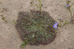 Euphorbia copiapina