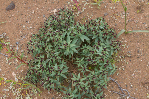 Euphorbia thinophila