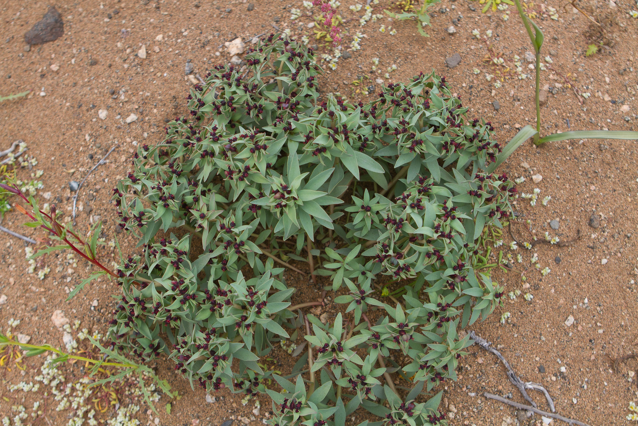 Euphorbia thinophila
