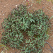 Euphorbia thinophila - Photo (c) Roy Mackenzie, some rights reserved (CC BY-NC), uploaded by Roy Mackenzie