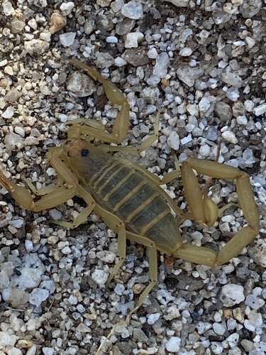 Baja California Bark Scorpion