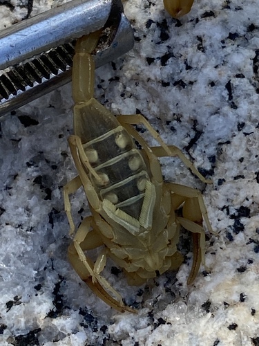 Baja California Bark Scorpion