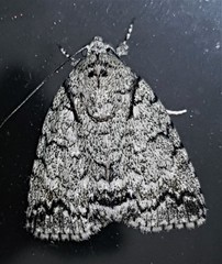 Blenina lichenopa